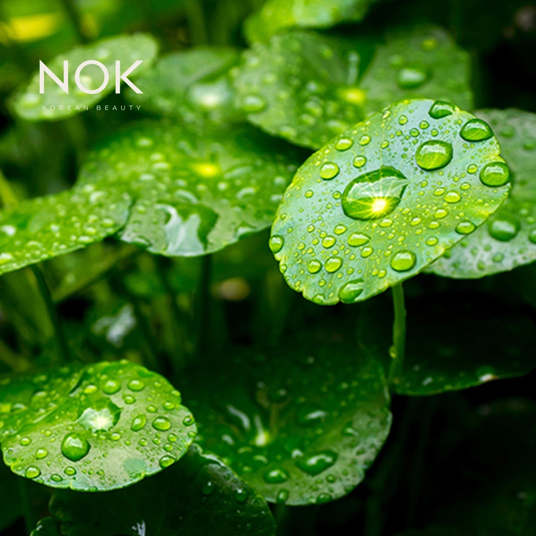 Tea Tree Leaf Extract – A powerful natural ingredient known for its antibacterial, anti-inflammatory, and acne-fighting properties. Used in K-beauty skincare to purify pores, reduce redness, and balance oily skin. Ideal for blemish-prone or sensitive complexions