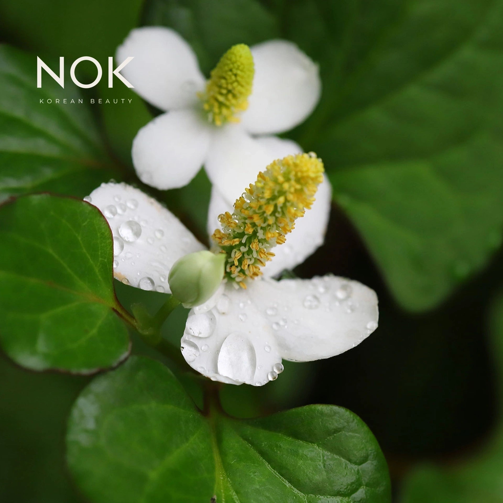 Houttuynia Cordata Extract – purifying K-Beauty skincare ingredient for acne-prone and sensitive skin