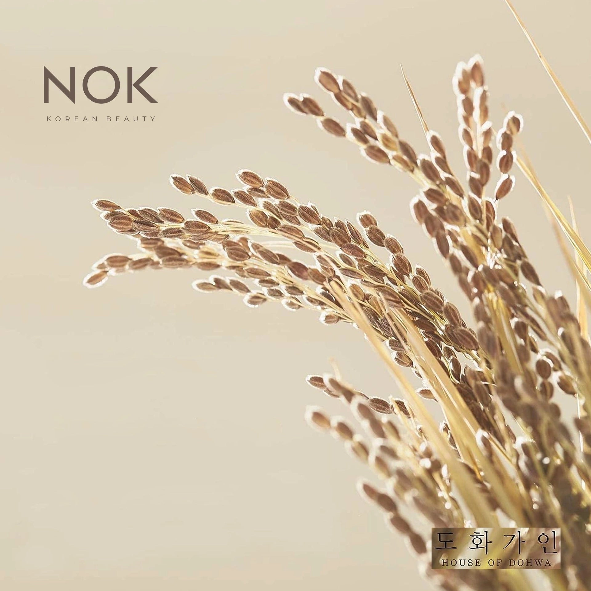 Rice Extract for Skin Brightening – A Signature NOK Beauty Botanical Known to Even Skin Tone and Reduce Dark Spots